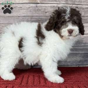 York, Mini Bernedoodle Puppy